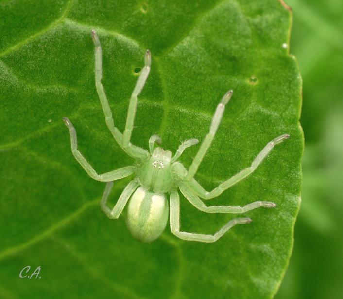 micrommata virescens